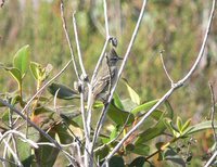 Plain-crested Elaenia - Elaenia cristata