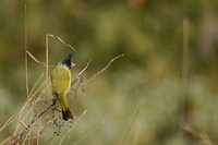 Crested Finchbill - Spizixos canifrons