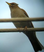 Gray-sided Thrush - Turdus feae