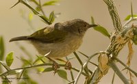 Green-backed Camaroptera - Camaroptera brachyura