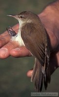 Lesser Swamp-Warbler - Acrocephalus gracilirostris