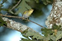 Wood Warbler - Phylloscopus sibilatrix