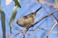 Inland Thornbill - Acanthiza apicalis