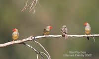 Star Finch - Neochmia ruficauda