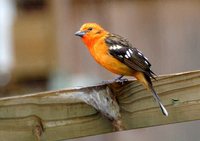 Flame-colored Tanager - Piranga bidentata