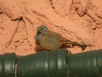 House Bunting - Emberiza striolata