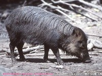 摩尔野猪（帝汶野猪） Sus timoriensis -