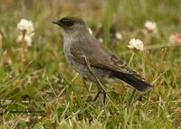 Dark-faced Ground-tyrant