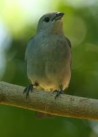 Sayaca Tanager