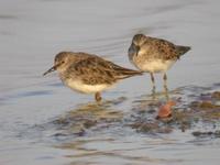 Least Sandpipers