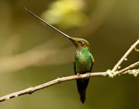 Sword-billed hummingbird