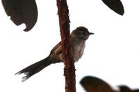 Pale-breasted  spinetail   -   Sinallaxis  albescens   -