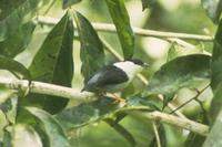 White-bearded manakin