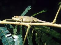 Usambara soft-horned chameleon, Bradypodion tenue