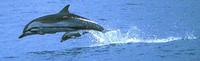 Striped Dolphin and calf, eastern tropical Pacific