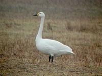 Bewick's Swan