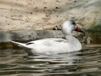 Silver Bahama Pintail (Anas bahamensis bahamensis)