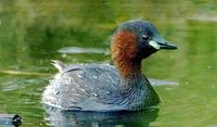 Little Grebe at Priorslee Lake 29.05.2005 (Paul King)