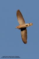 Red Turtle-Dove Scientific name - Streptopelia tranquebarica humilis