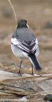 Fig. 7. White Wagtail : 알락할미새