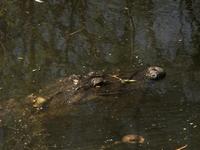 American Alligator