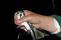 White-faced Storm-petrel, Pelagodroma marina