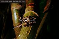: Anodonthyla nigrigularis