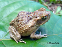 : Bufo crucifer; Striped Toad