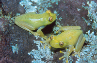 : Hypsiboas sibleszi
