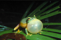 : Litoria gracilenta; Dainty Green Tree Frog