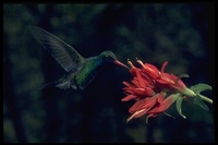 : Cylanthus latirostris; Broad-billed Hummingbird