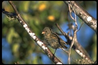 : Geospiza fuliginosa; Small Ground Finch