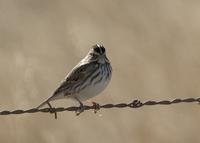 : Passerculus sandwichensis; Savannah Sparrow