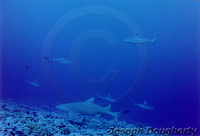 : Negaprion acutidens; Sicklefin Lemon Shark (FAO/English)