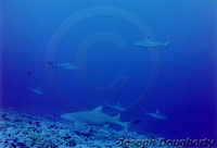: Negaprion acutidens; Sicklefin Lemon Shark (FAO/English)