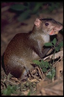 : Dasyprocta sp.; Agouti