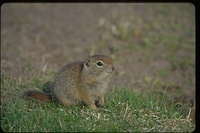 : Spermophilus beldingi; Belding's Ground Squirrel