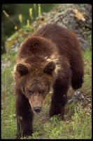 : Ursus arctos; Brown Bear, Grizzly Bear