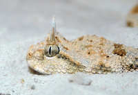 : Cerastes cerastes; Horned Sand Viper