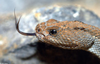 : Crotalus unicolor; Aruba Island Rattlesnake