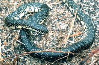 : Lampropeltis getula holbrooki; Speckled Kingsnake