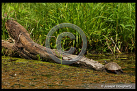 : Trachemys scripta ssp. elegans; Red Eared Slider