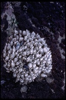 : Pollicipes polymerus; Leaf Barnacle
