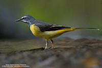 Grey Wagtail (Breeding plumage) Scientific name - Motacilla cinerea