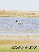 Tadorna ferruginea Ruddy Shelduck 赤麻鴨 008-079