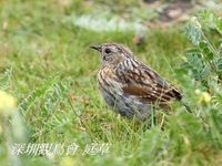 Prunella rubeculoides Robin Accentor 鴝岩鷚 119-028