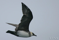 Pomarine Skua 中賊鷗