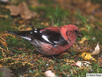 White-winged Crossbill Loxia leucoptera male