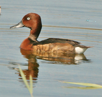 Ferruginous Duck