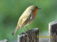 Photo of červenka obecná, Erithacus rubecula, Robin, Rotkehlchen